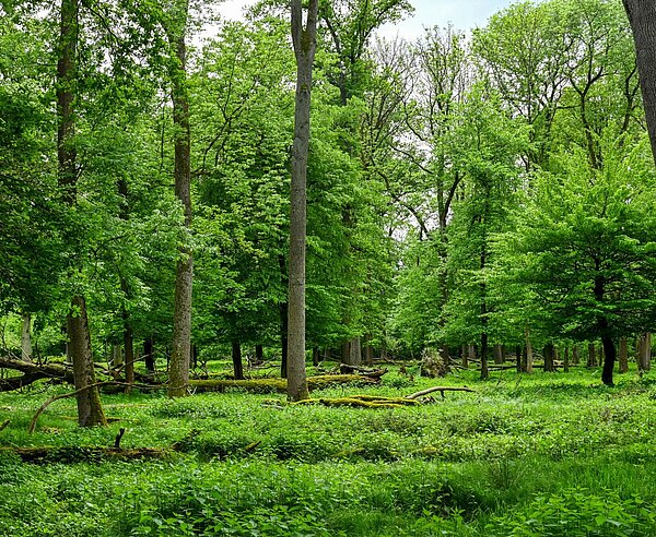 Oberwald: Blick auf Bäume und grüne Landschaft
