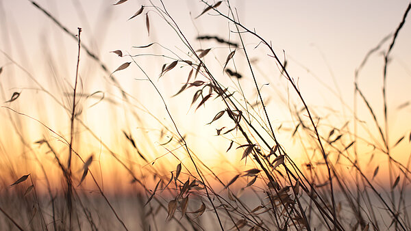 Gräser vor Sonnenuntergangsimmel.
