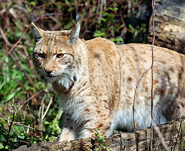 Luchs