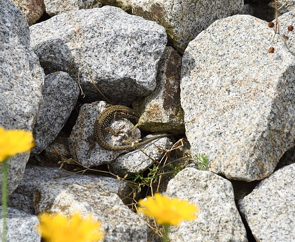 Eidechse sitzt auf Steinen im Eidechsenhabitat