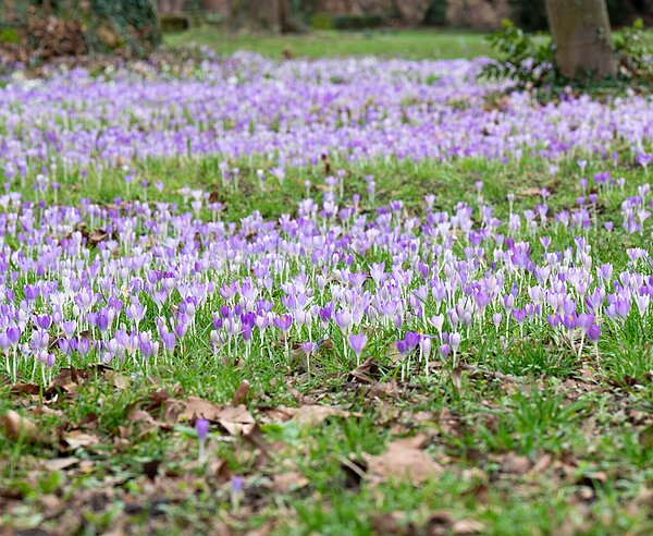 Violette bodenbedeckende Blumen