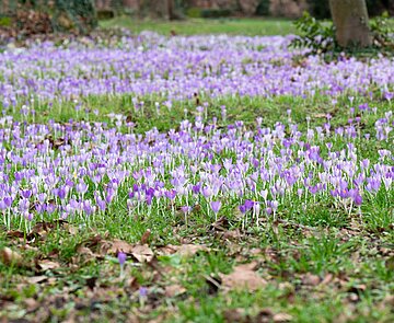 Violette bodenbedeckende Blumen
