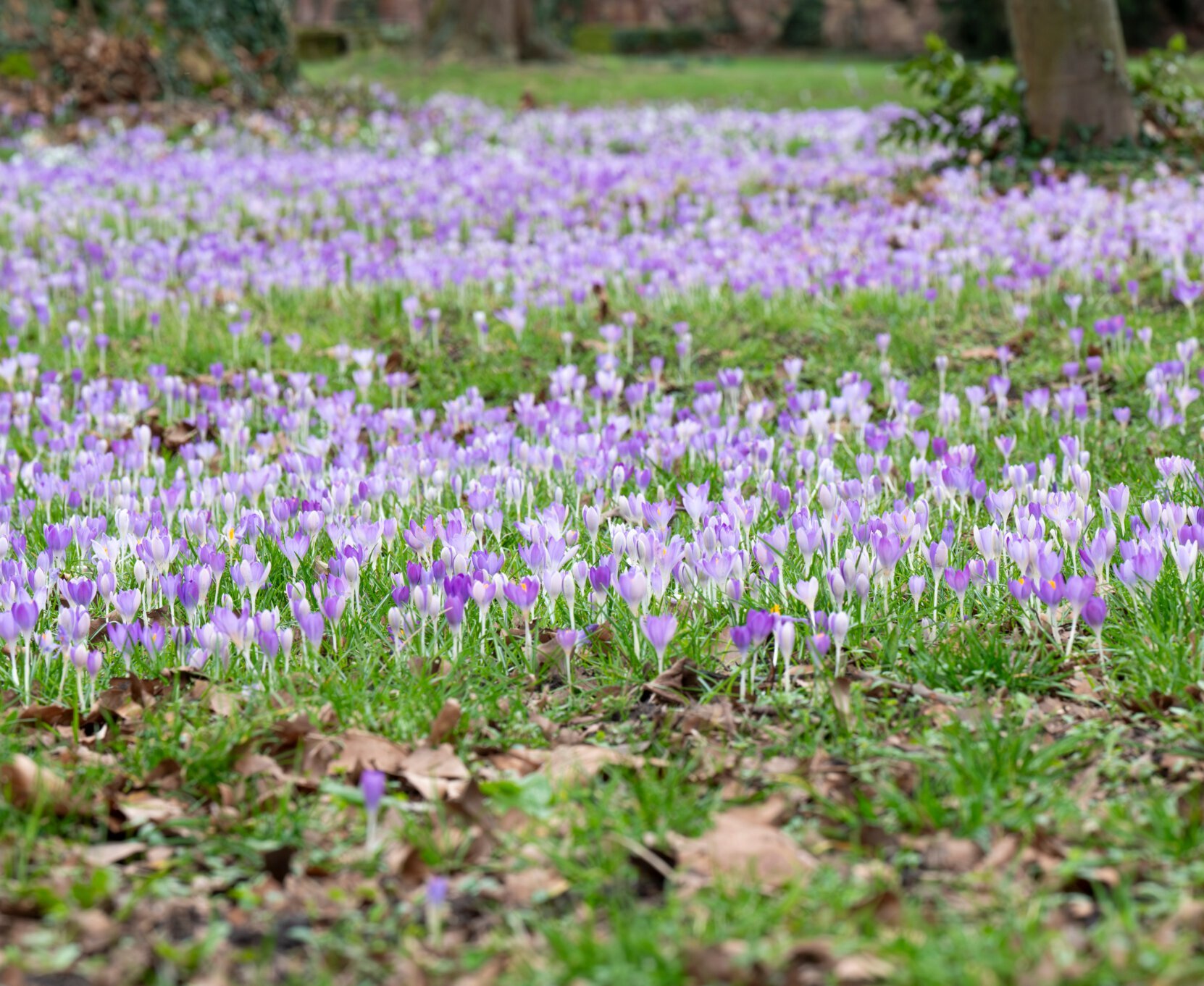 Violette bodenbedeckende Blumen