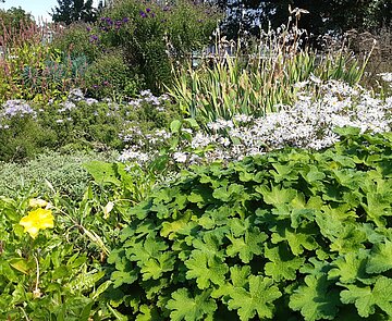 Im Zoologischen Stadtgarten gibt es zahlreiche Staudenbeete, die bei der Führung des Gartenbauamts besucht werden. 