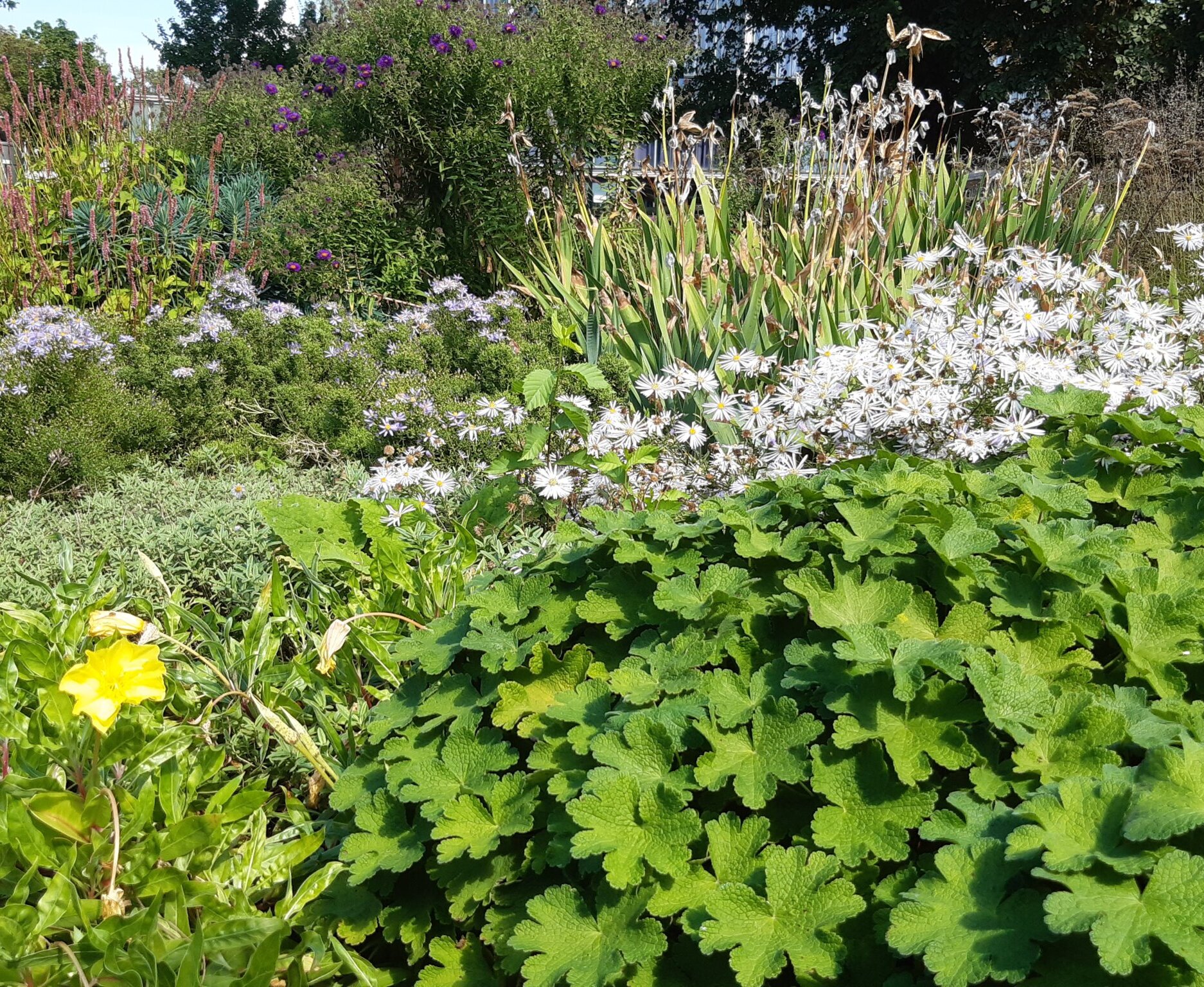 Im Zoologischen Stadtgarten gibt es zahlreiche Staudenbeete, die bei der Führung des Gartenbauamts besucht werden. 