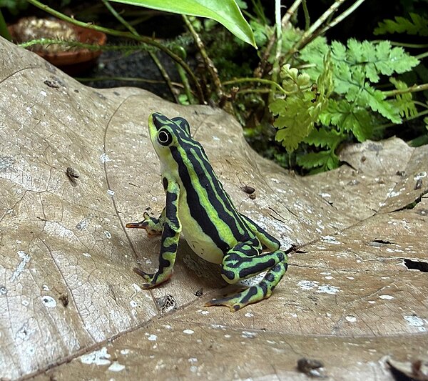 Die Elterntiere der jetzt nachgezüchteten Eleganten Harlekinkröten sind im Sommer 2024 von der ecuadorianischen Organisation Wikiri nach Europa gekommen. 