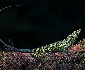 Ein Thema der Vortragsreihe wird Ecuador sein, ein Land, das mit die größte Biodiversität weltweit beherbergt und viele seltene Arten wie diesen Anolis. 