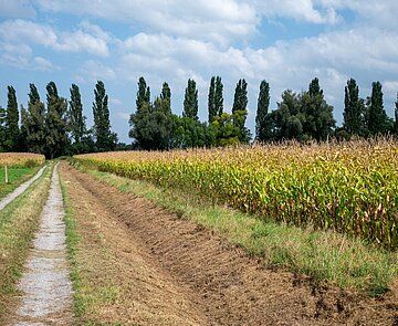 Maisfeld bei Herbstsonne