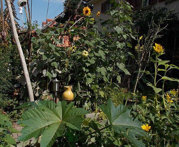 Ein Hausgarten mit Kunstobjekten erwartet Besucherinnen und Besucher in der Roggenbachstraße.
