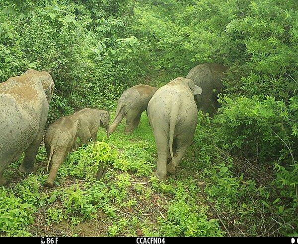 Eine Kamerafalle dokumentiert eine Gruppe in der Natur lebender Elefanten in Myanmar. 
