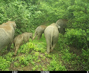 Eine Kamerafalle dokumentiert eine Gruppe in der Natur lebender Elefanten in Myanmar. 