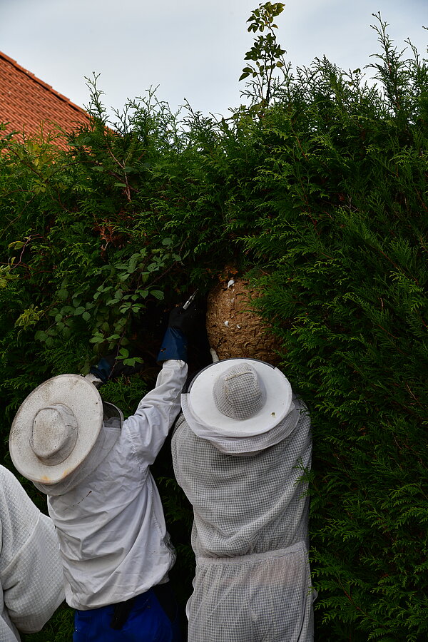 Zwei Fachleute entfernen ein Nest der Asiatischen Hornisse