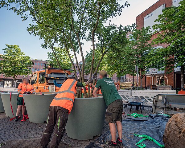 Azubis des Gartenbauamts pflanzen die Bäume für den Marktplatz in Töpfe.