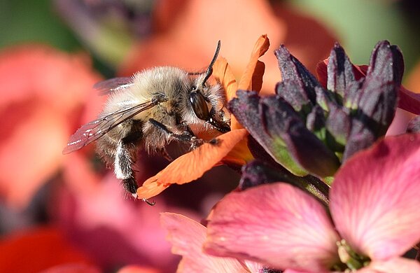 Das Bild zeigt eine Pelzbiene bei der Bestäubung von Goldlack.