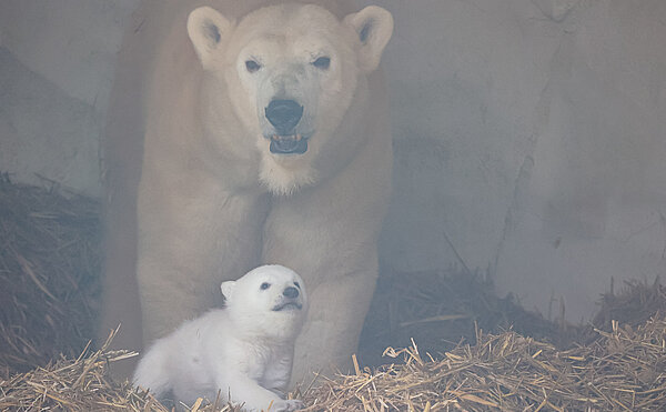 Das neugeborene Eisbärbaby im Karlsruher Zoo
