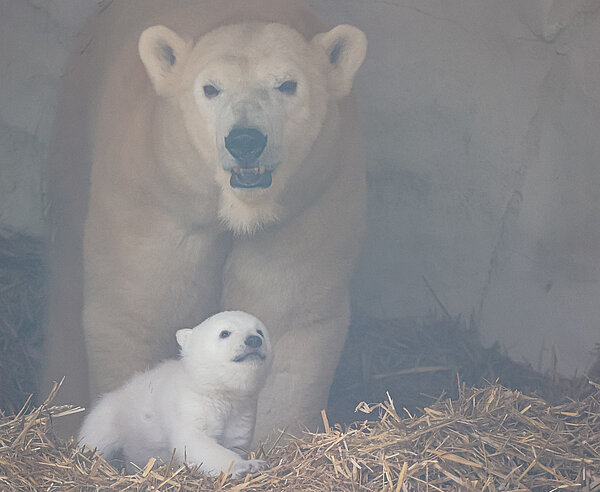 Das neugeborene Eisbärbaby im Karlsruher Zoo