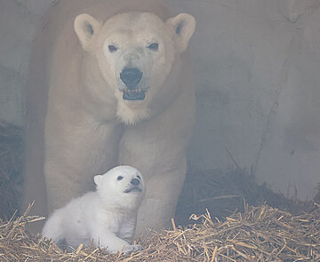 Das neugeborene Eisbärbaby im Karlsruher Zoo