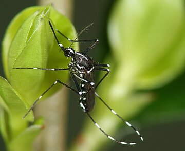 Asiatische Tigermücke