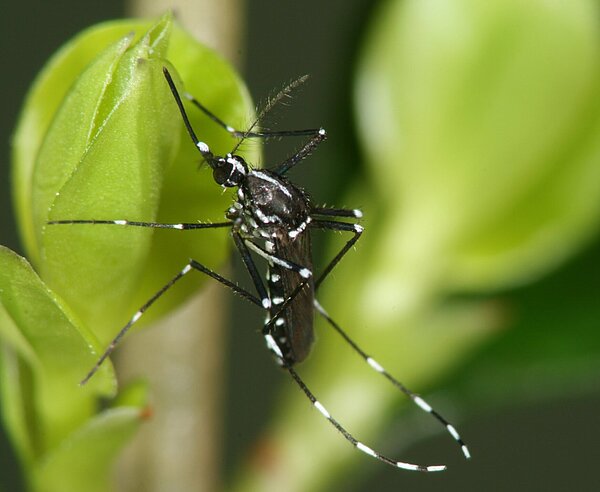 Asiatische Tigermücke