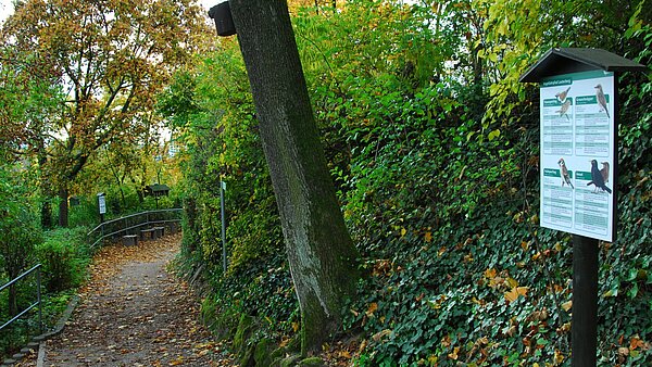 Das Bild zeigt einen Weg auf dem Lauterberg und ein Informationsschild über Vögel im Zoologischen Stadtgarten.