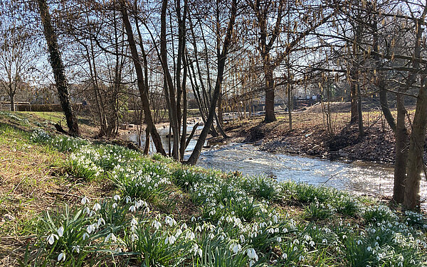 Revitalisierung der Alb am Thomaswehr