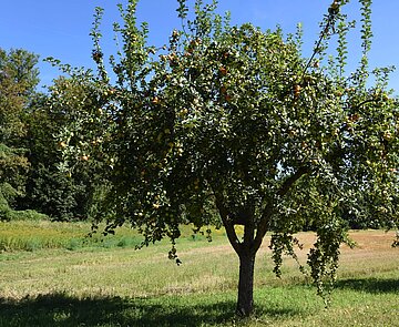 Äpfel an städtischen Baum