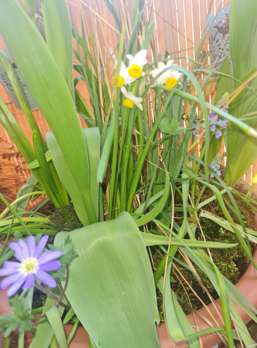 Topf mit lilanen, weiß-gelben Blüten und grünen Blättern in verschiedenen Formen.