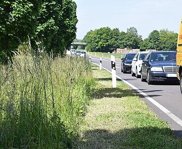 Hochgewachsene Glatthaferwiese