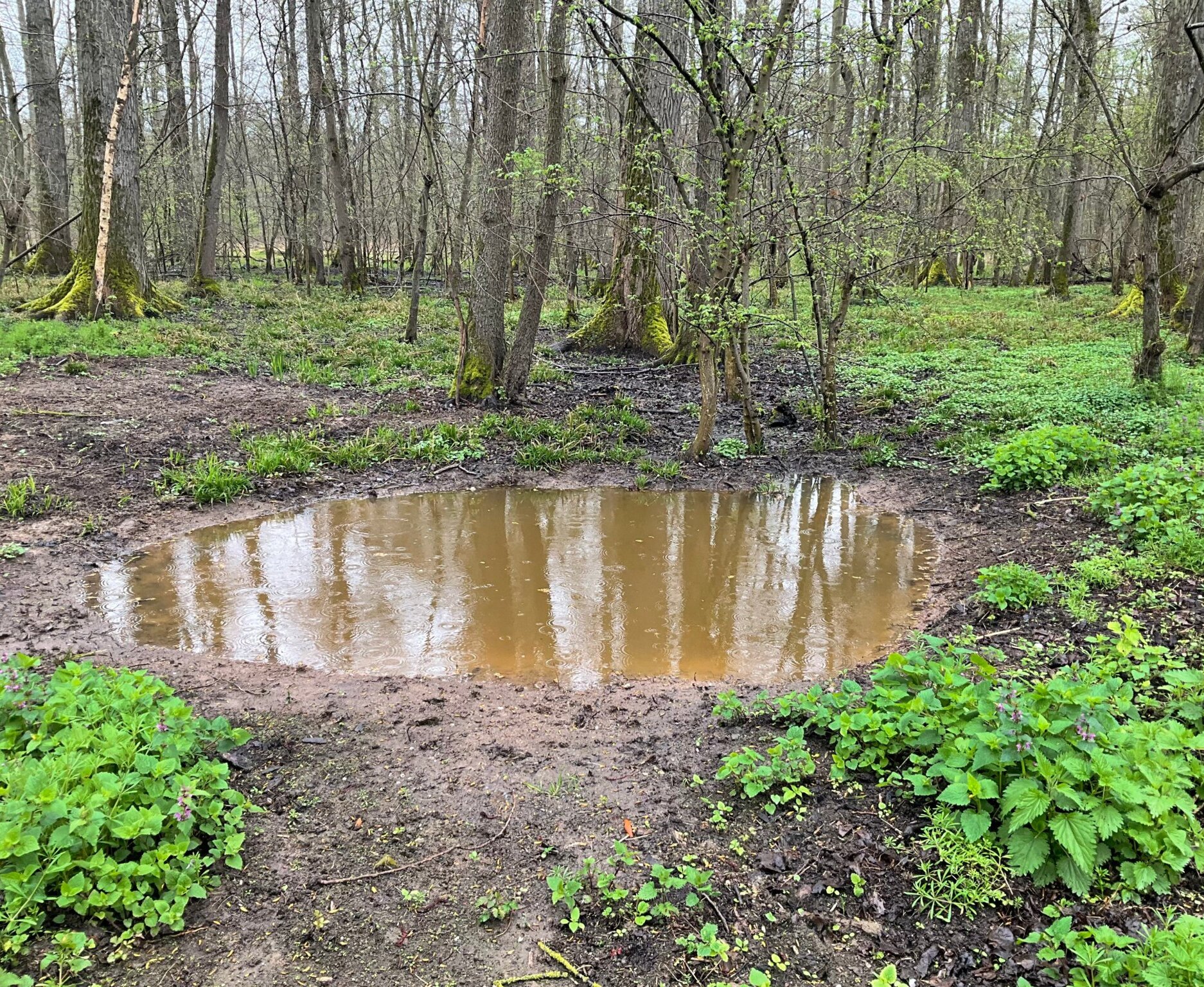 Amphibientümpel im Stadtwald.