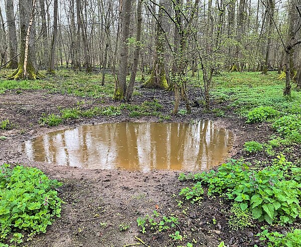 Amphibientümpel im Stadtwald.