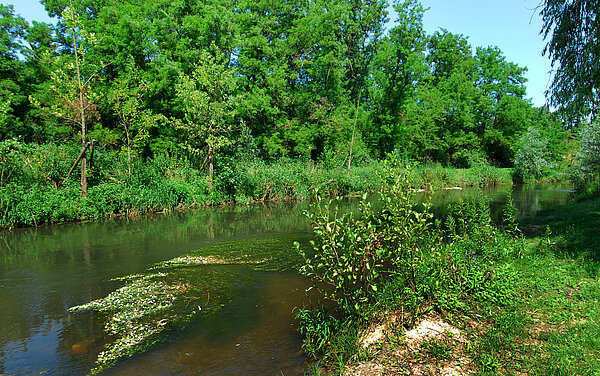 DAs Foto zeigt einen "grünen" Abschnitt der Alb.