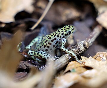 Die Rio-Pescado-Stummelfußkröte ist auf der Liste der 100 am stärksten bedrohten Arten der Welt zu finden.
