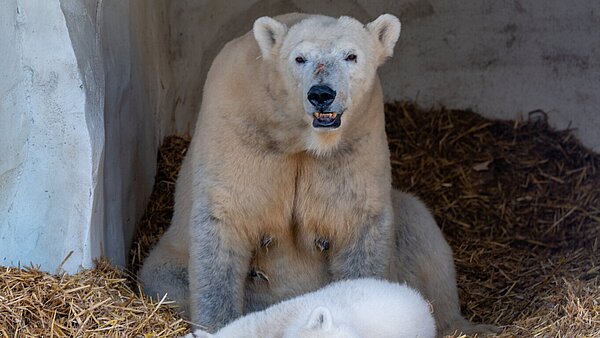 Vier Monate nach der Geburt: Eisbär-Baby Mika wird der Öffentlichkeit präsentiert
