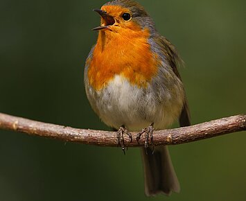 Einstieg in die Welt der Vogelgesänge