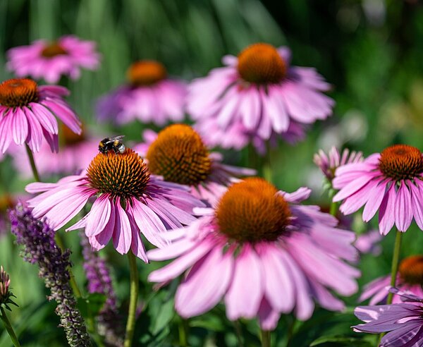 Biene auf Blüte eines Sonnenhutes