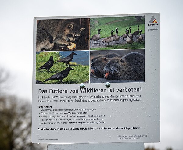 Schild mit der Aufschrift " Das Füttern von Wildtieren ist verboten"