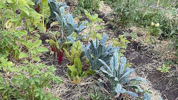 Gemüsereihen mit Grünkohl