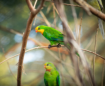 Vögel sitzen in der Natur auf Zweigen.