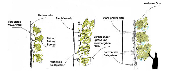 Grafik der verschiedenen Rankmöglichkeiten von Fassadengrün