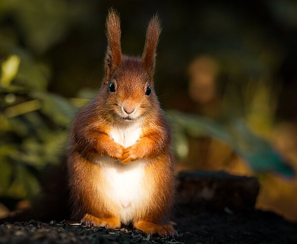 Das Eurasische Eichhörnchen (Sciurus vulgaris)  sitzt gespannt da. 