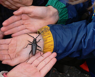 Das Bild zeigt Kinderhände, die einen Heldbock halten.