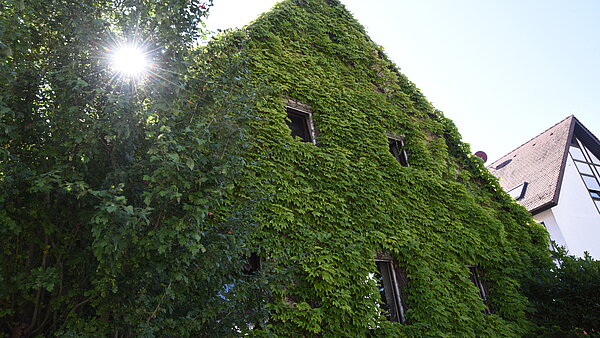 Komplett mit Jungfernrebe bewachsenes Haus in Hagsfeld