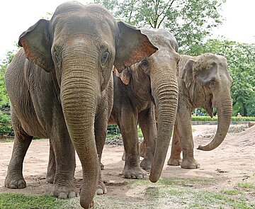 Neuer Elefant Indra im Zoo