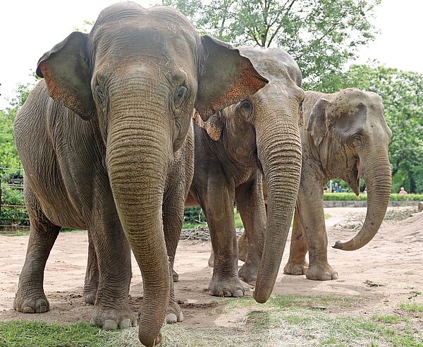 Neuer Elefant Indra im Zoo