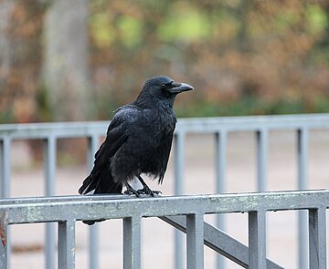 Raabe sitzt auf Geländer