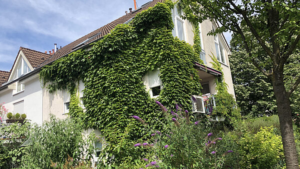Mit wildem Wein beranktes Haus in Obereut