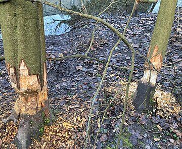 Biberfraßspuren an zwei Bäumen