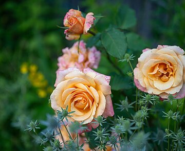 Rosenblüten im Karlsruher Stadtgarten.