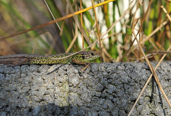 Zauneidechse