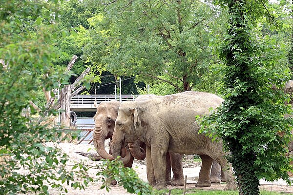 Neuer Elefant Indra im Zoo